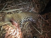 Man-eater leopard killed in Pune after fatal attacks