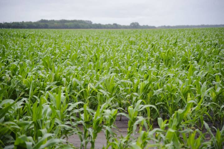 Panorama favorable. La gran disponibilidad hídrica en los suelos invita a refertilizar el maíz