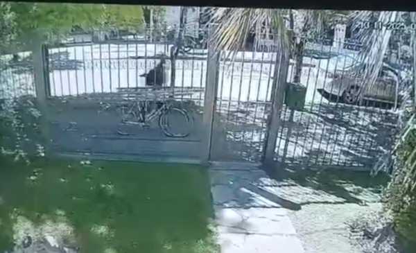 VIDEO.- El crimen de la psiquiatra en City Bell: atraparon al principal sospechoso cuando estaba por irse a Tucumán