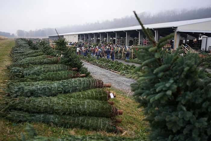‘Prices of joy’: Trade war hits home for the holidays as artificial Christmas trees deal with tariffs
