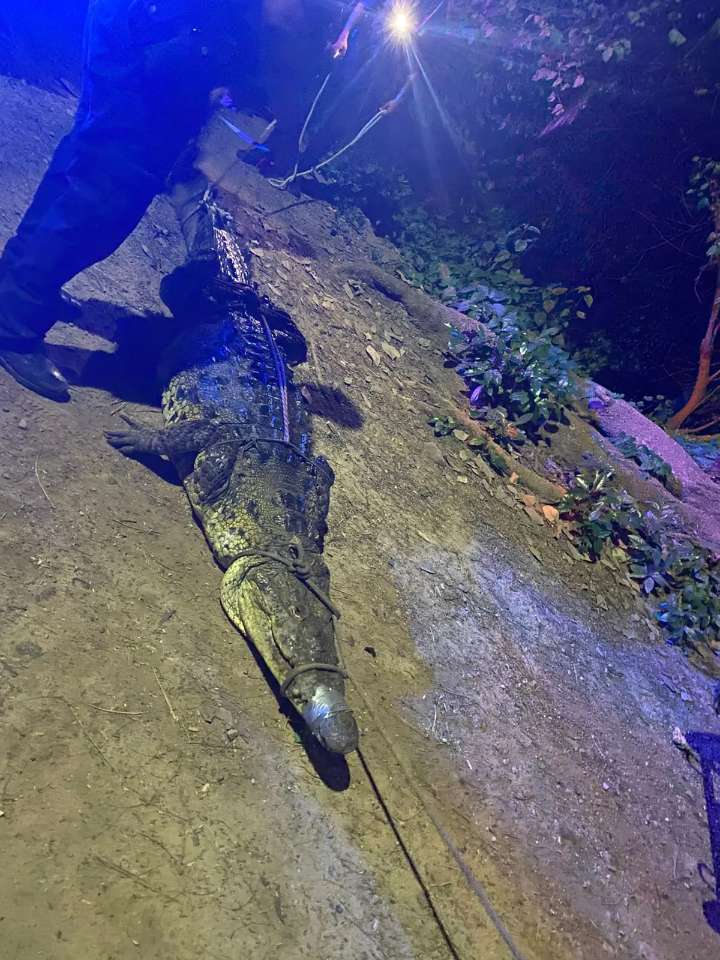 Capturan tres cocodrilos en distintas zonas de Puerto Vallarta durante el fin de semana