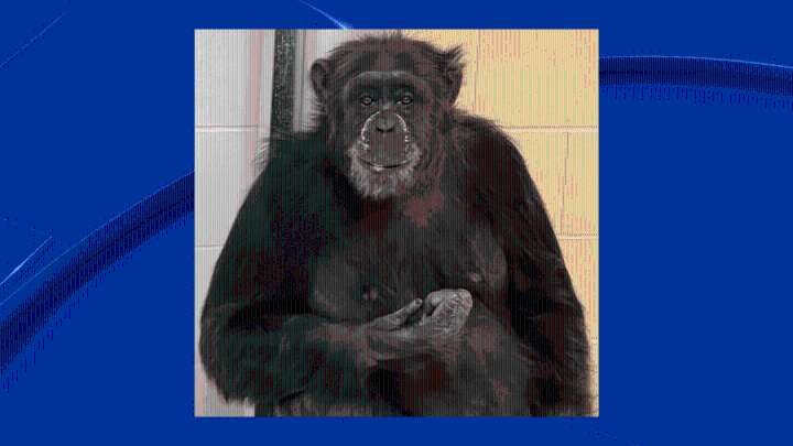 Indianapolis Zoo goes on lockdown after chimpanzee’s brief escape