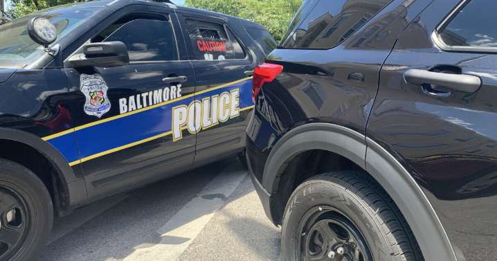 Police find dismembered kitten in West Baltimore