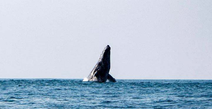 Ballenas jorobadas en Michoacán: cuándo y dónde verlas esta temporada