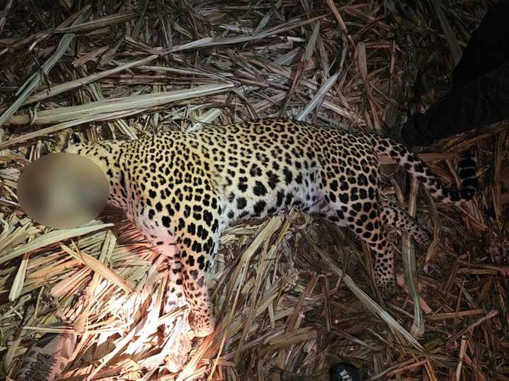 Man-eater leopard killed in Pune after fatal attacks