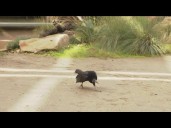 Zoo Day | Meet the black vulture
