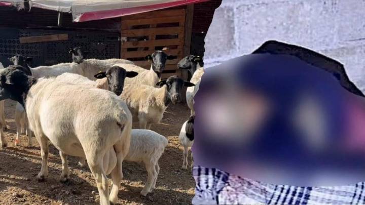 Asesinan a abuelita por cinco borregos… La comunidad de Jiquipilco quedó conmocionada tras el asesinato de Teresa