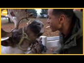 '50 States in 50 Weeks' visits Illinois reindeer farm