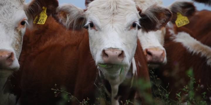 La ganadería vacuna argentina desembolsará US$ 20.322 millones en 2025