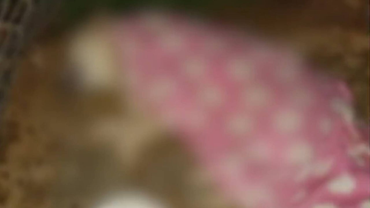 Hombre asesinó a golpes al perro de su casa por subirse a una cama: ¿qué pasó después?