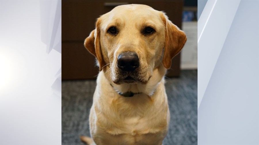 Albany PD welcomes new therapy dog