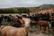 El queso Etiqueta Roja riojano se lleva el oro