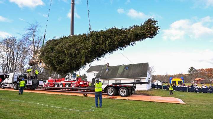 Here's how the Rockefeller Center Christmas tree is picked, moved and decorated