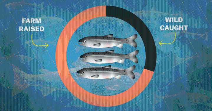 Should salmon farming be our future?