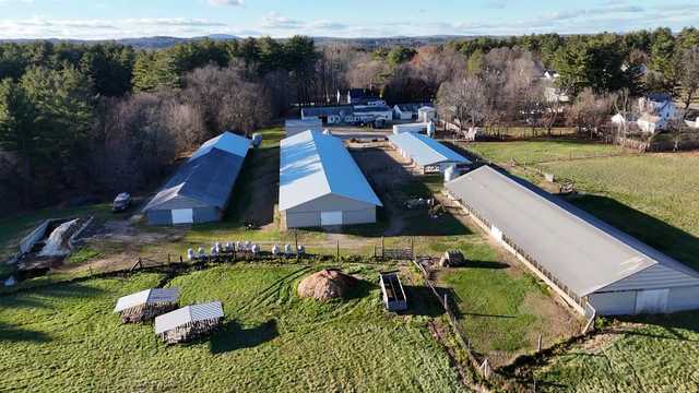 Thanksgiving is busy season for this family turkey farm in Mass.