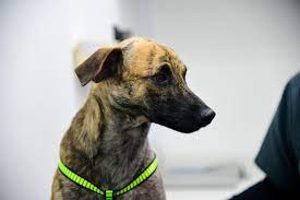 Bizcocho, el perro atacado en Bolívar, muestra notable recuperación y comienza una nueva vida en un hogar adoptivo