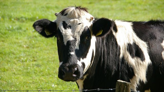 Report: Cows Don't Like Being Tipped