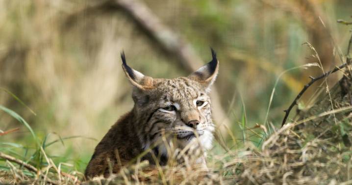 Rewilding charity plans to reintroduce four wild species to Scottish Highlands