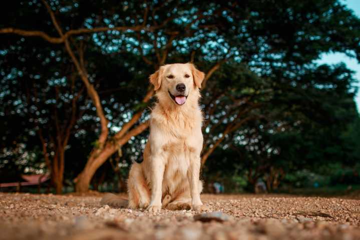 6 Best Ear Cleaners for Golden Retrievers