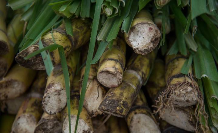 Anuncia Gobierno federal arancel de hasta 210% a importación de azúcar