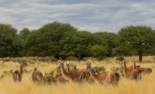 La reserva natural de los ciervos colorados de Argentina: dónde queda y cómo llegar