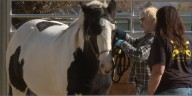 Horsemanship for Heroes helps 100 local Veterans