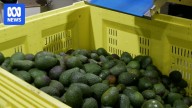 WA avocado growers eye record crop as export negotiations with China continue