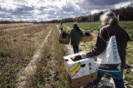 WMass farmers often leave crops unharvested. Meet those who step in