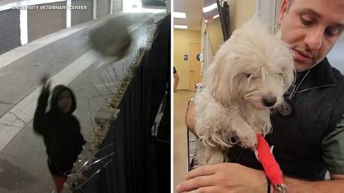 Woman arrested after video shows dog being thrown over fence in plastic bag in Anaheim