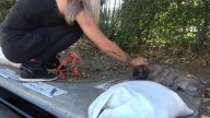 Little Pup Dumped In California Industrial Area Waits In Sadness Until Help Arrives