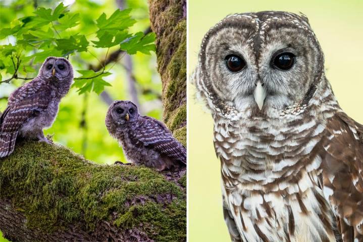 US government to shoot down 450K barred owls out west to stave off rival owl's extinction: 'DEI for owls?'