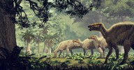 Science news: Mating injuries help in dinosaur research