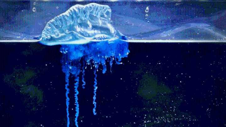 There’s a New Portuguese Man O’ War Species Named After a Samurai Warrior