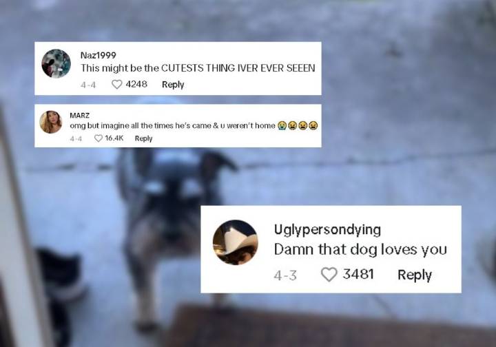 Oregon Dog’s Daily Journey To Visit His Former Owner Melts Hearts Everywhere