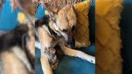 Kitten Left At California Doorstep Finds Comfort In A German Shepherd’s Gentle Embrace