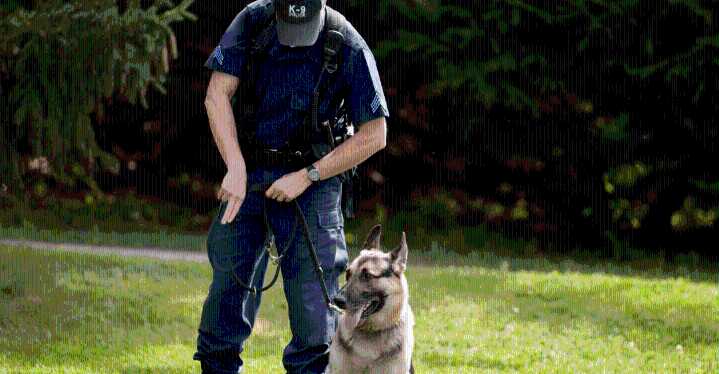 Nueva regla animal: perros de vigilancia tendrán horario máximo de trabajo La nueva norma establece una jornada laboral máxima de seis u ocho horas diarias.