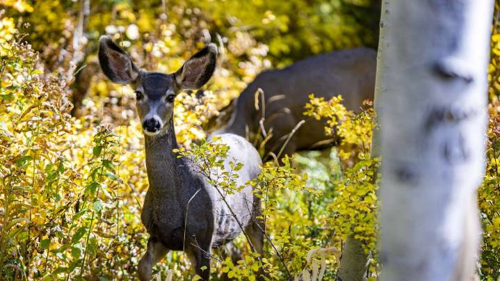 Deer in your garden? Here are some ways you can keep them out