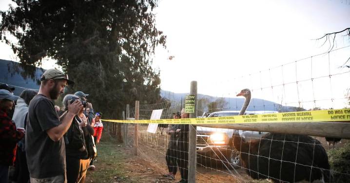 B.C. ostrich farm: Man dies at protest camp