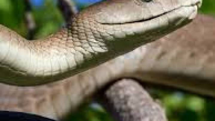 Desarrollan un antiveneno que protege contra 17 serpientes