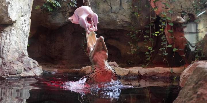 WATCH: Zoo Knoxville crocodile leaps for Thanksgiving feast