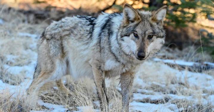 Roaming Mexican gray wolf moved south of I