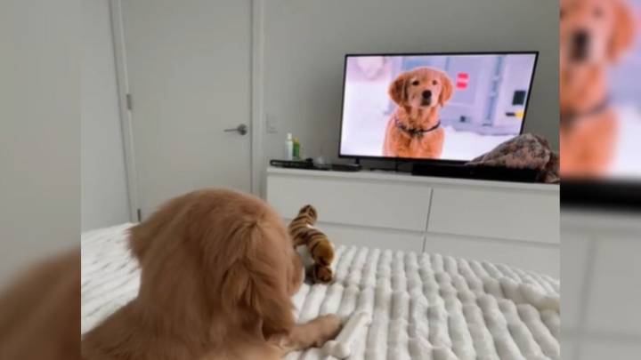 Illinois Woman Thought She Adopted A Goldie,Then Learned What She Really Brought Home