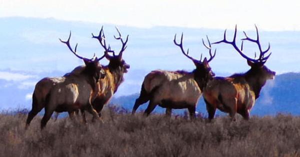 Everything a nonresident hunter needs to know about the 2026 tag drawing