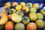 PERSIMMON PASSION: November weather means these prophetic fruits are ready for picking