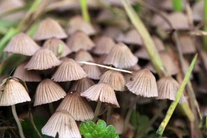 New Jersey Moves Closer to Legalizing Medical Hallucinogenic Mushrooms