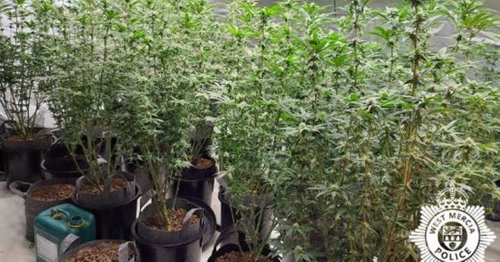 Cannabis grow discovered in house after 999 call to report break