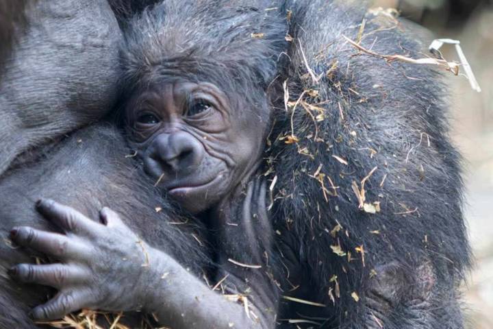 Tennessee Zoo Celebrates Birth of Baby Gorilla, First in Almost a Decade: Photos