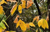 Bentonville residents can now sign up for leaf pickup, which will take place in December