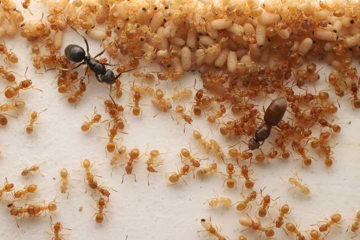 Parasitic ant queen chemically manipulates workers into killing their mother