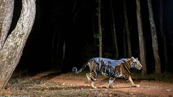 3rd death in a month: Tiger attacks lead to safari halt in Bandipur & Nagarhole reserves